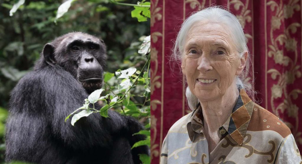 2018 Jane Goodall Gfdl Muhammad Mahdi Karim Chimpanzee Cc Nh53