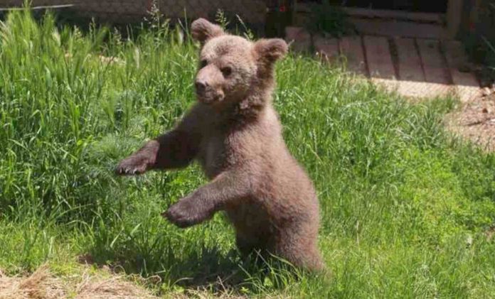 Baby Bear Cub-Four Paws International Facebook