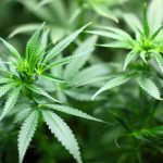 Cannabis Can Be 30x More Powerful Than Aspirin for Inflammation, Says New Study Eyeing Future Opioid Substitute