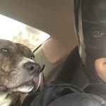 Guy Dressed as Batman Has Rescued Dozens of Shelter Pets From Euthanasia