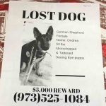Instead of Using Milk Cartons to Search for Missing People, Pizzeria is Attaching Lost Pet Flyers to Pizza Boxes