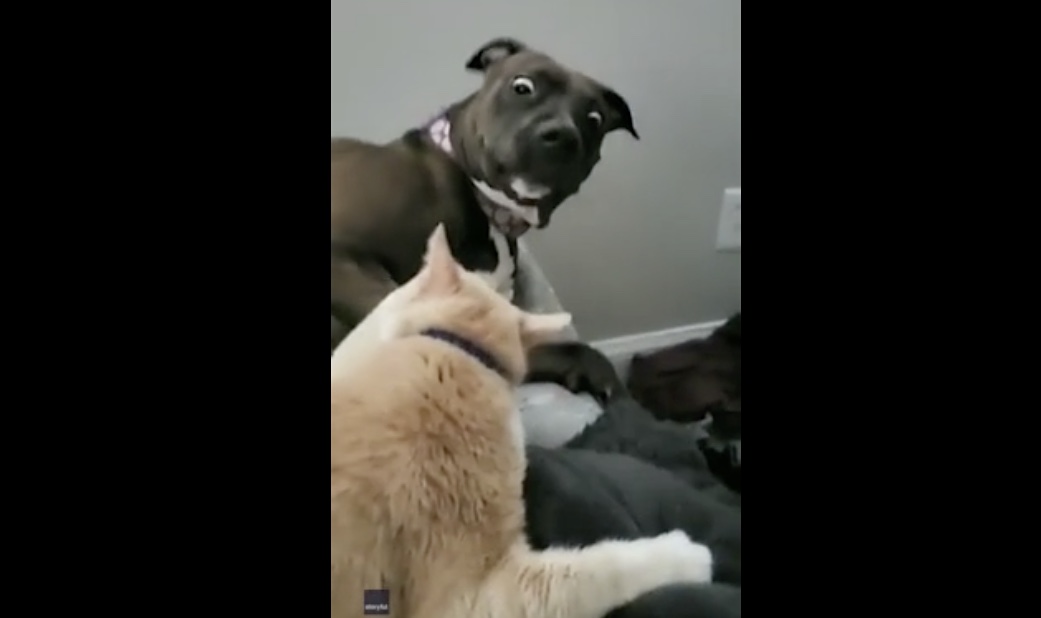 Dog Reacts to Cat