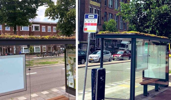 Sedum on Bus Stop Roofs-uitdragerij Instagram