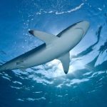 Canada Passes Most Progressive Fishery Act Yet, Requiring the Rebuilding of Fish Populations