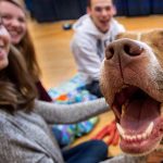 New Study Shows That Spending Just Ten Minutes With Cats or Dogs Can ‘Significantly’ Reduce Stress