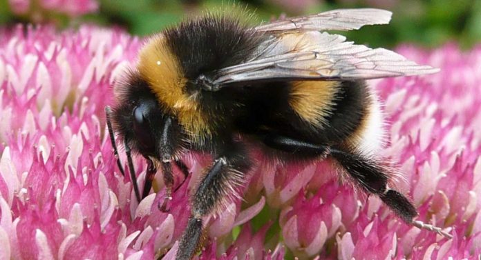 bumble bee on flower-cc-Jim Smart