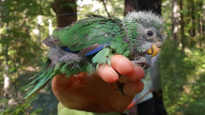 cute-karaka parakeet New Zealand Dept of CONSERVATION-released