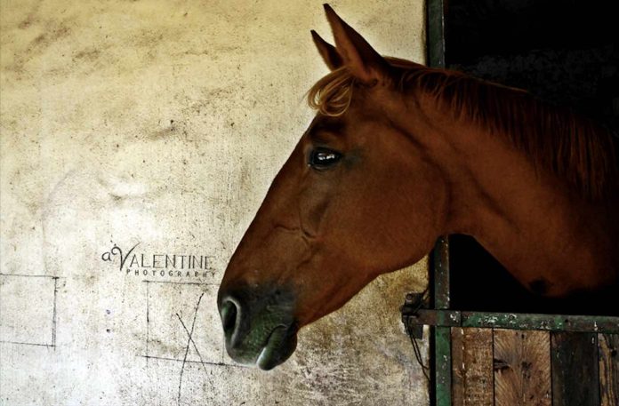 horse-cc-a_Valentine Photography