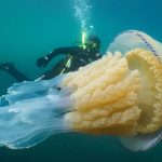 Diver is Awestruck By Huge Jellyfish Encounter Off the British Coast – LOOK