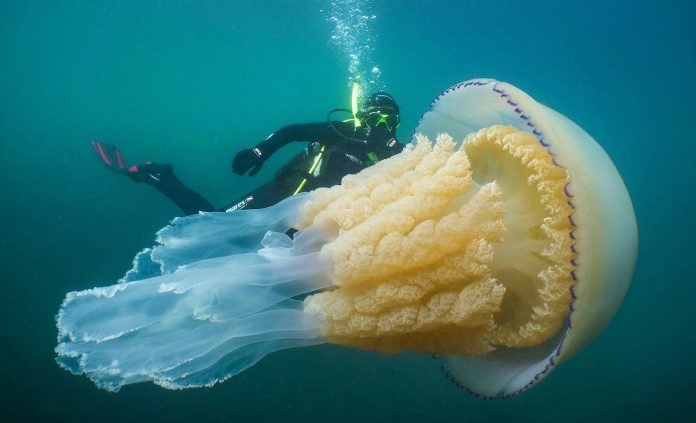 huge jelly fish marine life ocean-SWNS