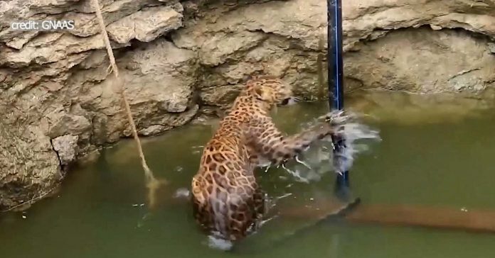 leopard-saved from well-SWNS-credit-GNAAS