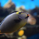 Choral Reef? Listen to Scientist’s Recording of How Fish ‘Sing’ at Dawn