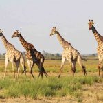 For the First Time Ever, Giraffes Are Given International Protection at Historic Geneva Summit