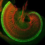 Researchers Discover Proteins That Could Soon Restore Damaged Hearing and Irreversible Deafness