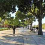 Increasing Tree Cover on City Streets May Be Like Community ‘Superfood’ —Improving Health by 33%