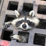Firefighters Spend 2 Hours Freeing Hapless Raccoon From Sewer Grate: ‘We rescue citizens both big and small’