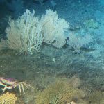 After Decades of Federal Protection, Hawaiian Coral Reefs Are Returning to Their Former Glory