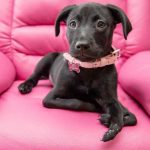 6-Legged Puppy Given the Perfect Forever Home After She Was Adopted By Bullied Boy