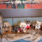 When Pup’s Death Left Man Heartbroken, He Healed By Adopting 8 Senior Dogs That No One Wanted