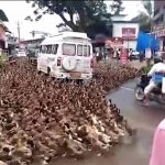 Watch an Astonishing Scene as Thousands of Stampeding Ducks Bring Traffic to a Standstill