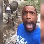 Man and His Donkey Are Going Viral for Their Enthusiastic Duet of ‘The Circle of Life’ From Lion King