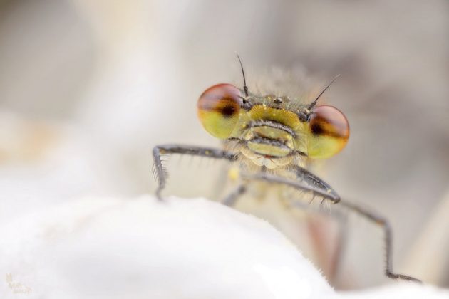 Man Used Insect Photography to Combat Suicidal Thoughts—and His ...