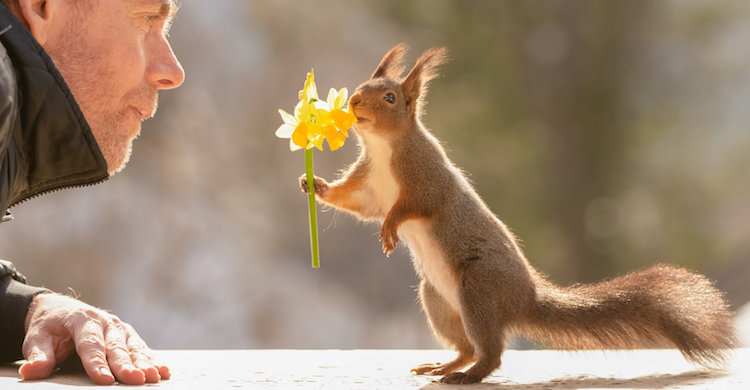 Image result for Photographer Waits Hours To Capture The Autumn Idyll Of Squirrels Carrying A Nut Over A Lake (8 Pics)