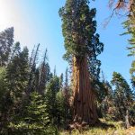 World’s Largest Remaining Private Giant Sequoia Forest May Soon Be Protected if These Donors Get Their Way