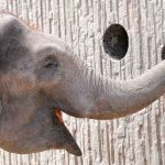 Denmark Buys Country’s Last Remaining Circus Elephants for $1.6 Million So They Can Retire