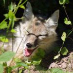 California Becomes First State to Ban Fur Trapping, Saving Animals and Taxpayer Dollars