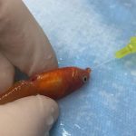 Tiny Fish Weighing 0.03 Ounces is in Good Health After Reportedly Becoming Smallest Surgical Patient in UK