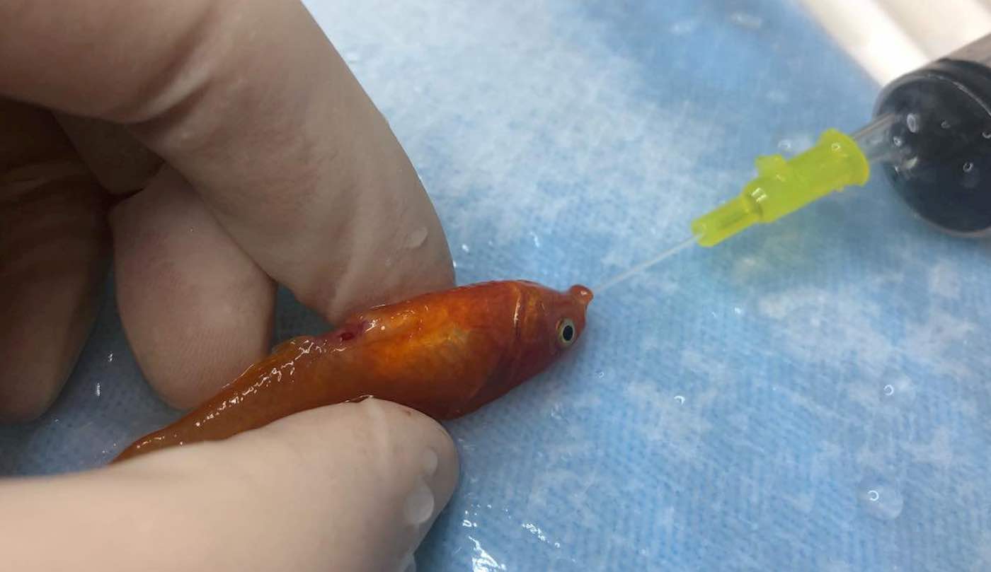 Tiny Fish Weighing 0.03 Ounces is in Good Health After Reportedly