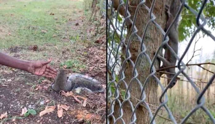 Mother Squirrel and Tia Powell-Pulaski Police Department Facebook