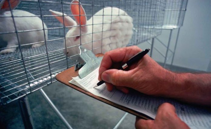 Rabbit in Cage for Laboratory Animal Testing-Public Domain