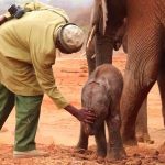 Orphaned Elephant Returns to Human Rescuers So She Can Introduce Them to Her Newborn Calf