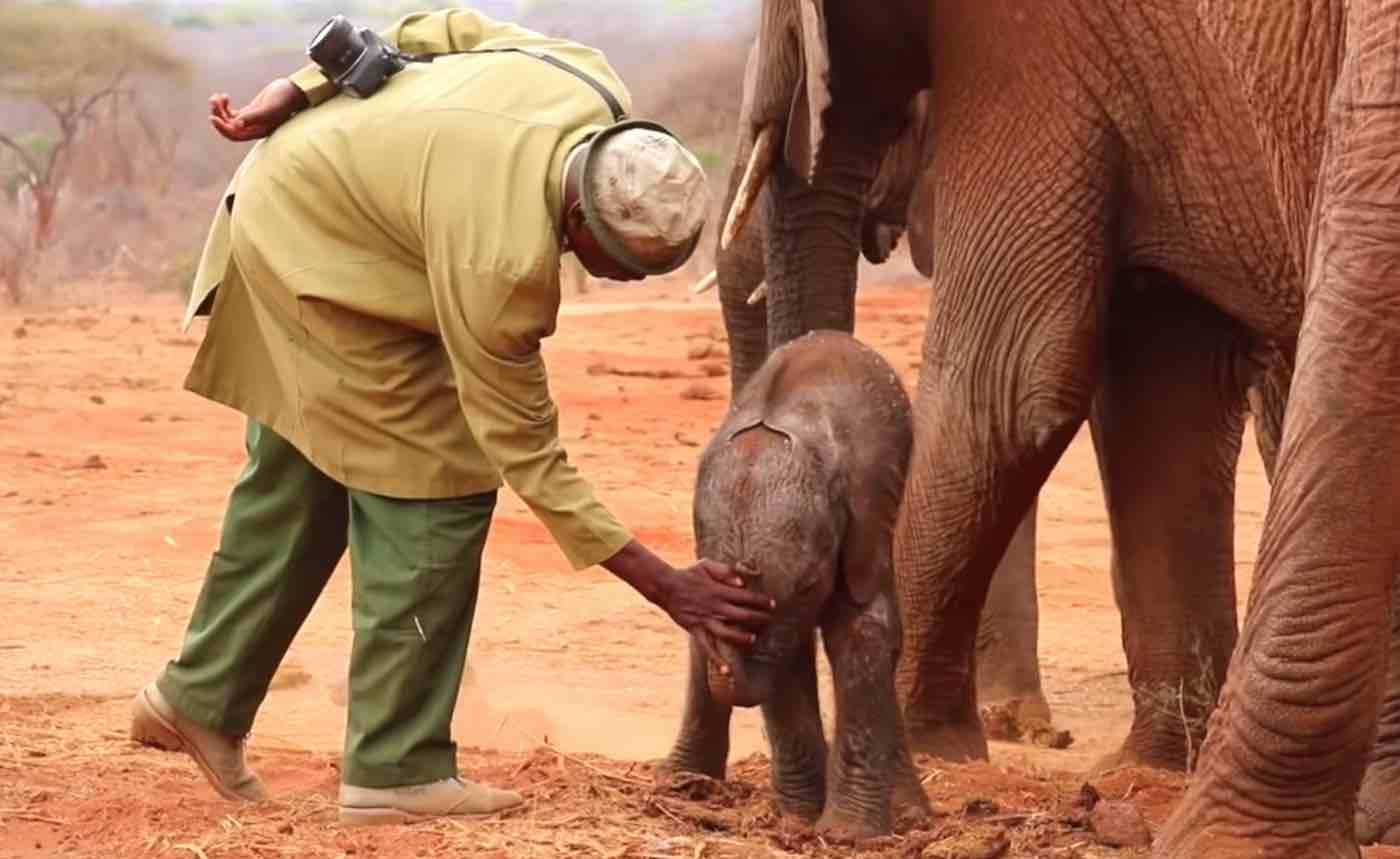 Orphaned Elephant Returns to Human Rescuers So She Can Introduce Them to Her  Newborn Calf