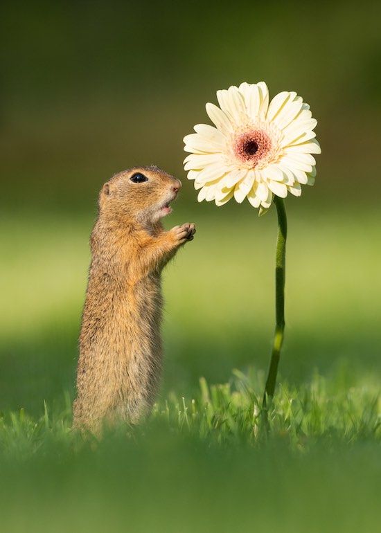 Como tallar una ardilla en espuma floral (parte1) 