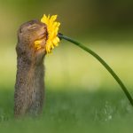 These Adorable Pictures Capture the Moment an Awestruck Squirrel Stopped to Admire Some Flowers