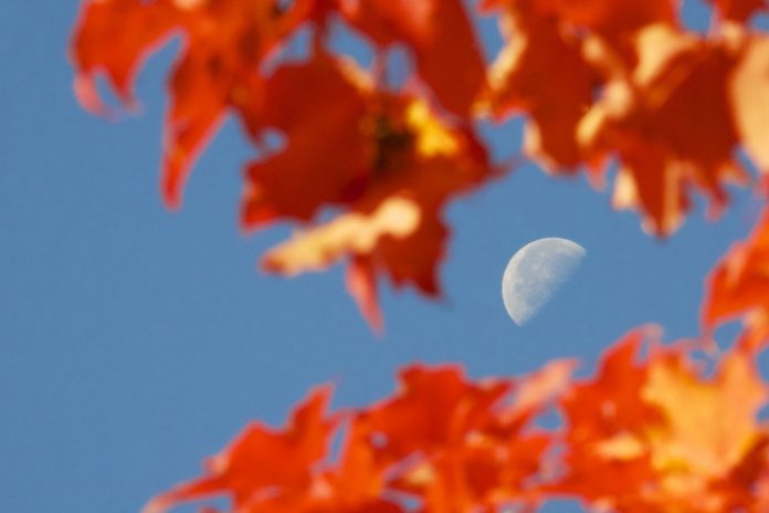half moon autumn fall maple tree orange leaves-cc-Jamie McCaffrey