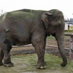 Last Performing Circus Elephant of Chile is Rescued and Moved to New Sanctuary to Live Out Her Golden Years