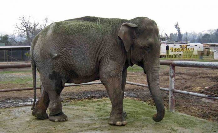 Ramba the Elephant-Global Sanctuary for Elephants Release