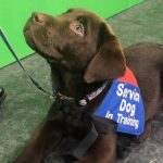 You Can Now Take ‘Puppy Pilates’ Classes and Help Train Service Dogs for Veterans With PTSD