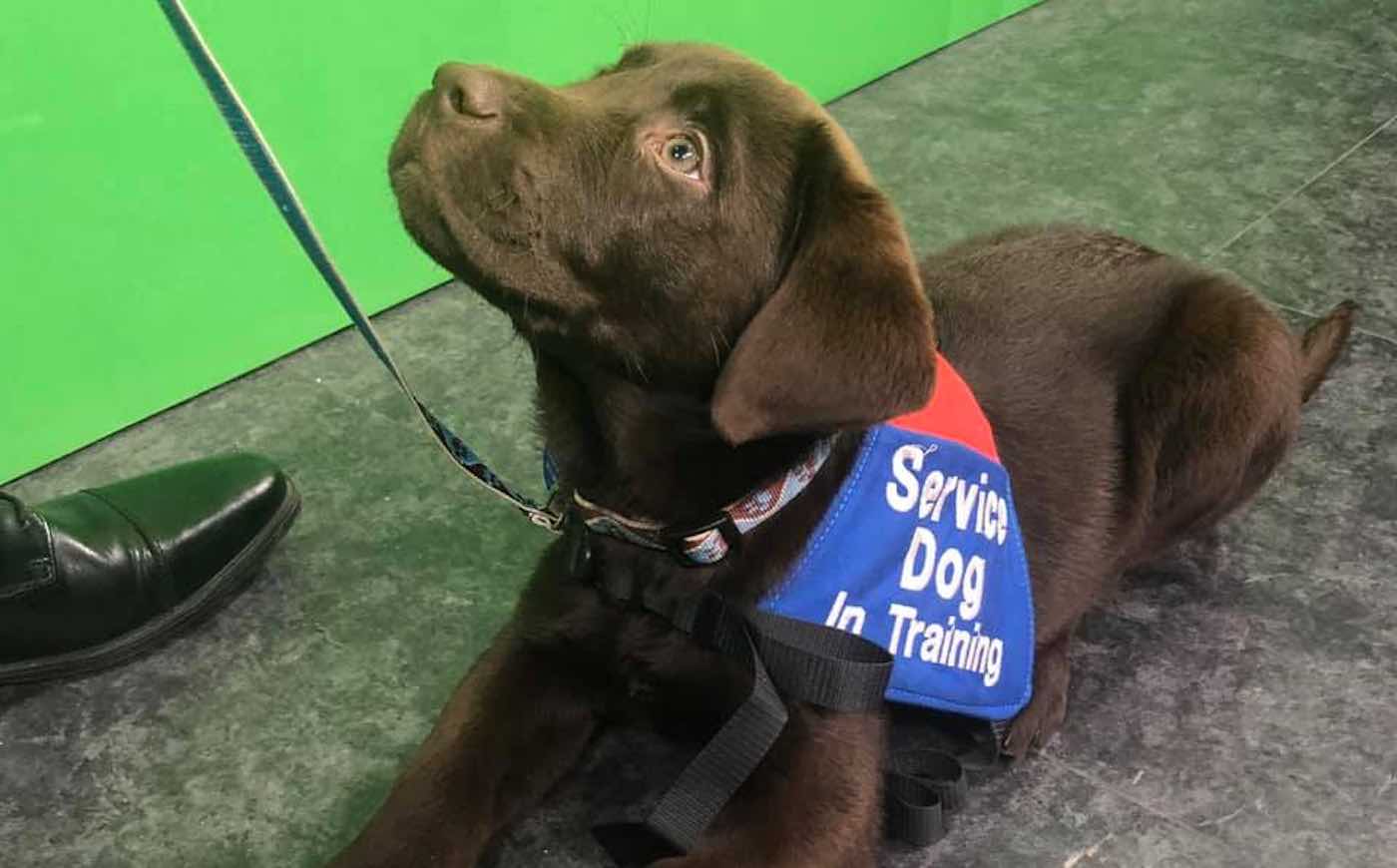 You Can Now Take 'Puppy Pilates' Classes and Help Train Service Dogs for  Veterans With PTSD