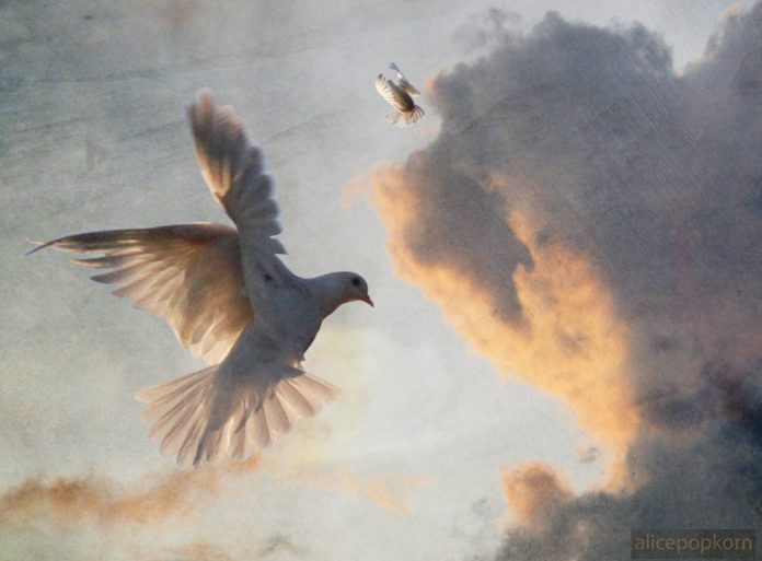 peace dove bird with clouds-cc-alice popkorn
