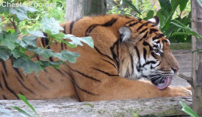 tiger-cc-flickr-Chester Zoo