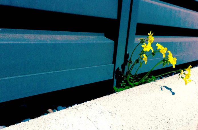 weed flower in sidewalk