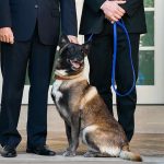 After Spectacular Unanimous Approval in Congress, Extreme Animal Cruelty is Now Officially a US Felony