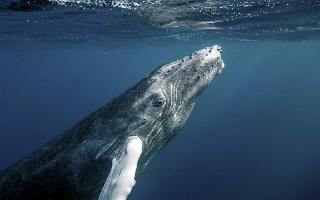 Humpback Whale Cc Christopher Michel Via Flickr