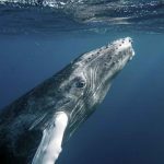 Zero Humpbacks Off Seattle Coast 25 Years Ago – Now 500 Return With Record Number of Calves