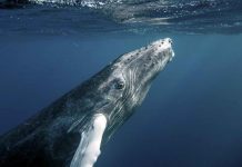In World First, Scientists Share What Was Almost Certainly a Conversation with a Humpback Whale